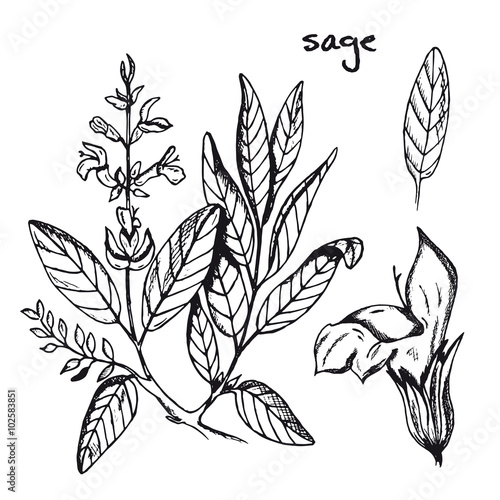 Set of inky medicinal herbs sage. Hand drawn sage healing herb. Black and white sage vector isolated. Medicinal plant sage vector.