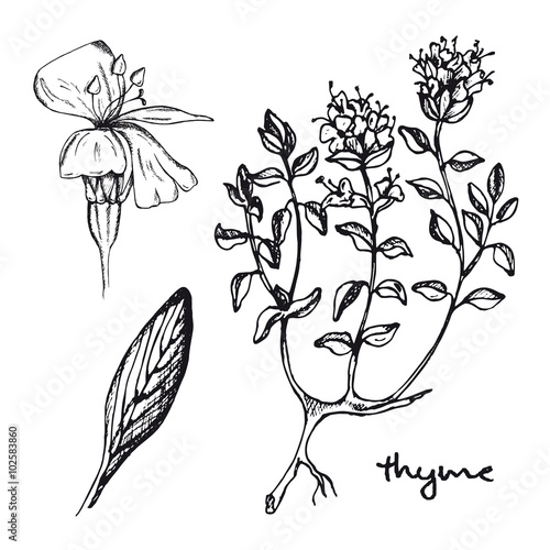 Set of inky medicinal herbs thyme. Hand drawn thyme healing herb. Black and white thyme vector isolated. Medicinal plant thyme vector.