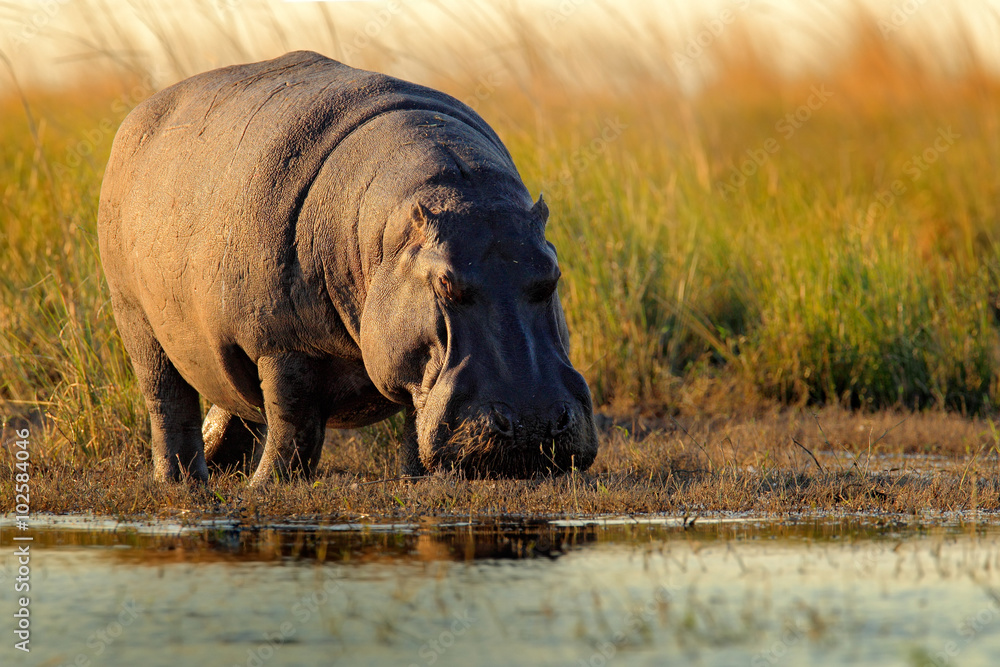 Obraz premium African Hippopotamus, Hippopotamus amphibius capensis, with evening sun, Chobe River, Botswana