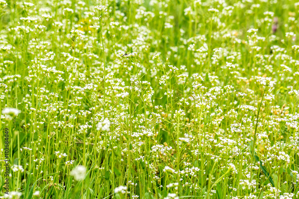 Green summer lawn with wild flowers