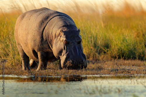 African Hippopotamus, Hippopotamus amphibius capensis, with evening sun, Chobe River, Botswana
