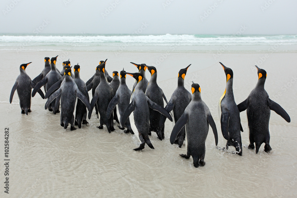 Obraz premium Group of king penguins coming back from sea tu beach with wave a blue sky