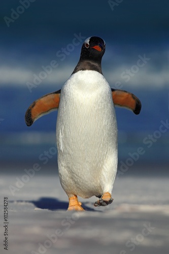 Gentoo penguin jumps out of the blue water ocean to white sand beach while in Falkland Islands
