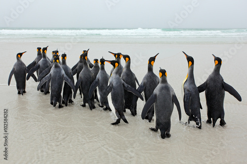 Group of king penguins coming back from sea tu beach with wave a blue sky