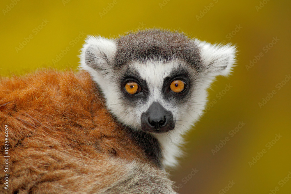 Fototapeta premium Portrait of Ring-tailed Lemur, Lemur catta, with yellow clear background