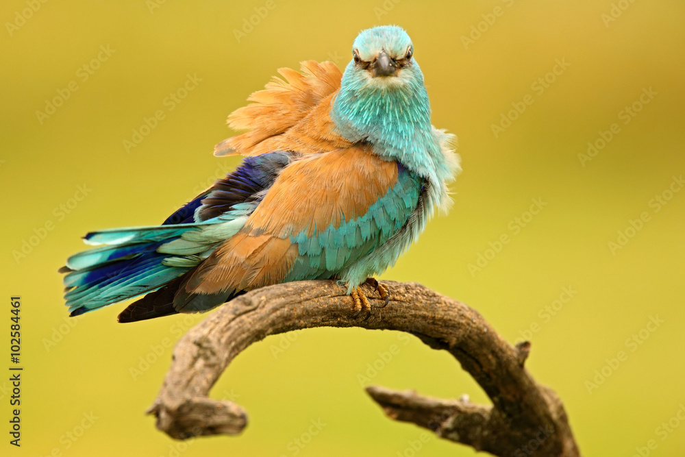 Obraz premium Nice colour light blue bird European Roller sitting on the branch with open bill, blurred yellow background