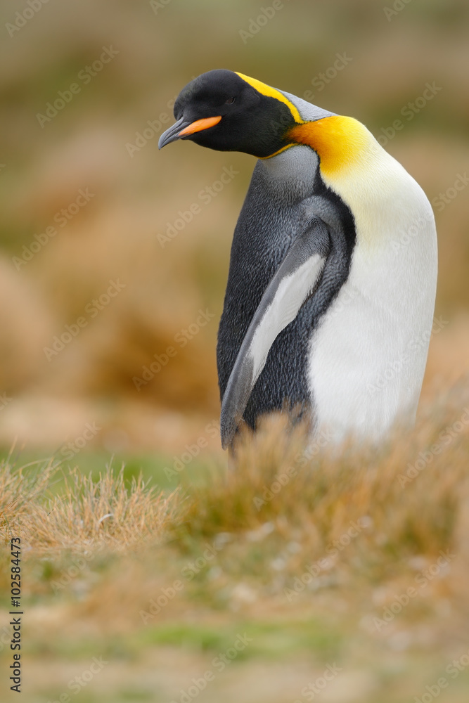 Naklejka premium King penguin, Aptenodytes patagonicus sitting in grass with tilted head, Falkland Islands