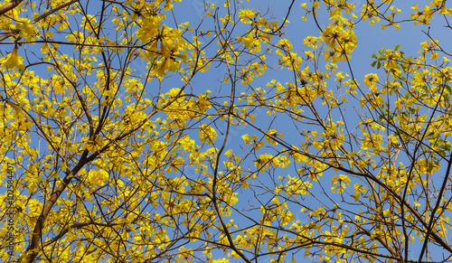 Bloomimg yellow trumpet flower