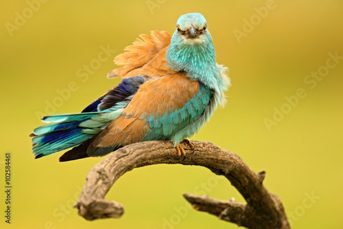 Nice colour light blue bird European Roller sitting on the branch with open bill, blurred yellow background