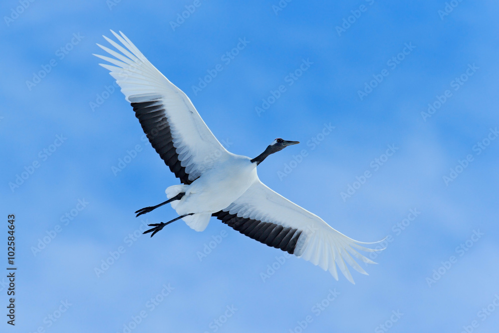 Fototapeta premium Flying White bird Red-crowned crane, Grus japonensis, with open wing, blue sky with white clouds in background, Hokkaido, Japan