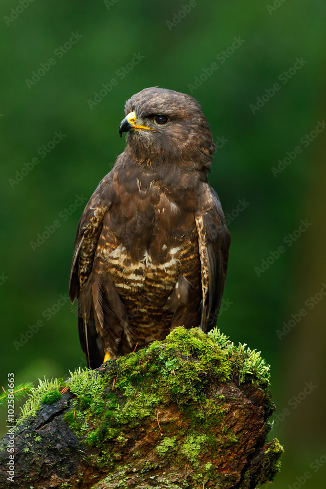 Obraz premium Birds of pray Common Buzzard, Buteo buteo, sitting on moss tree stump with blurred green forest in background