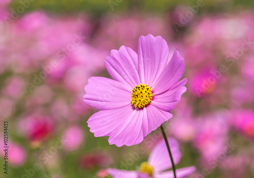 pink cosmos flowers blooming  in the garden.