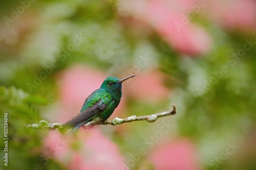 Green hummingbird Blue-chinned Sapphire, Chlorostilbon notatus, sitting on the branch with blurred pink red flower background