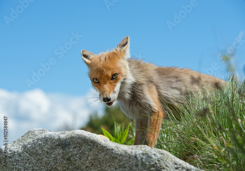 Young red fox standing on rock, portrait, with blue sky in background, Slovakia, Europe