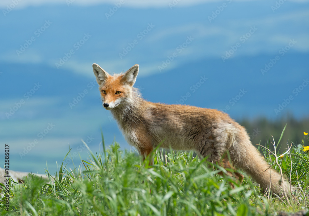 Young red fox standing on the edge of hill, with clean background, Slovakia, Europe