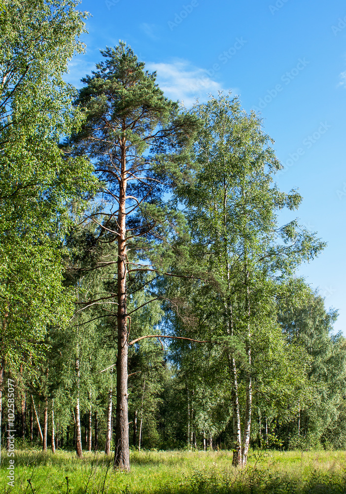 Fototapeta premium Summer landscape. Forest and field on a sunny day