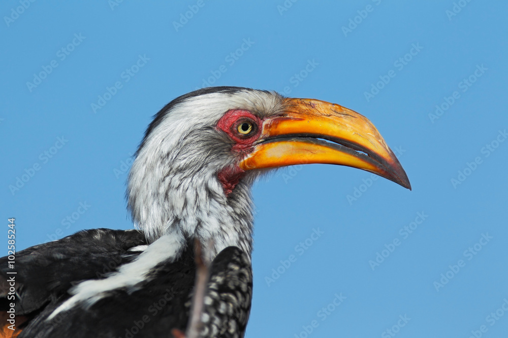 Obraz premium Southern Yellow-billed Hornbill, Tockus leucomelas, portrait of grey and black bird with big yellow bill, Botswana, Africa