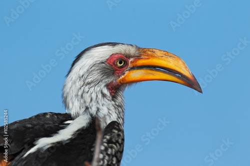 Southern Yellow-billed Hornbill, Tockus leucomelas, portrait of grey and black bird with big yellow bill, Botswana, Africa © ondrejprosicky