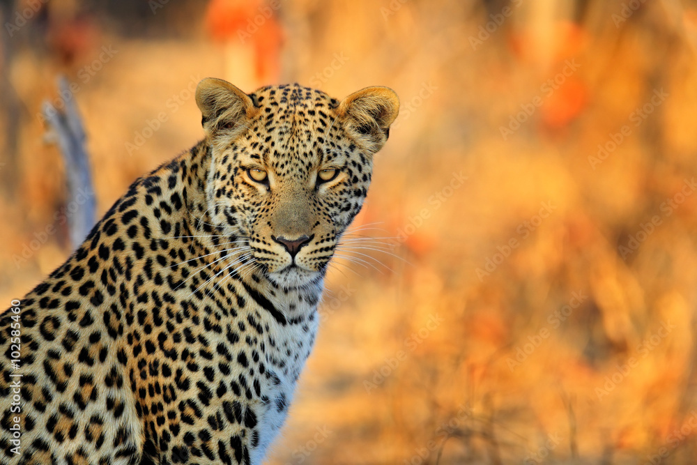 Naklejka premium Leopard afrykański, Panthera pardus shortidgei, Park Narodowy Hwange, Zimbabwe, portret oko w oko z ładnym pomarańczowym tłem