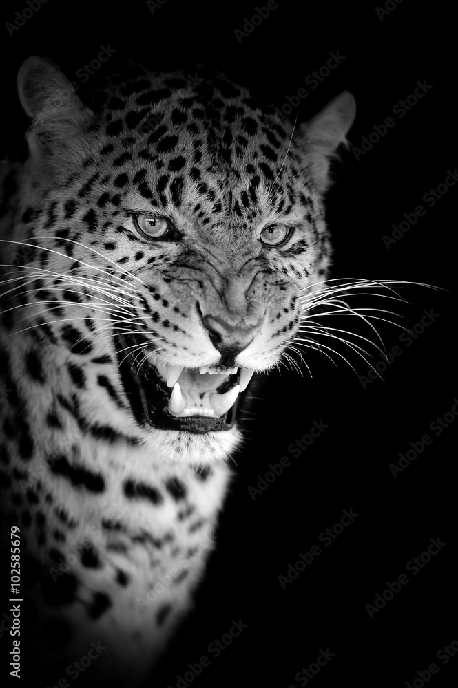 Naklejka premium Leopard on dark background