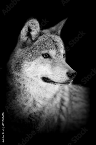 Wolf on dark background