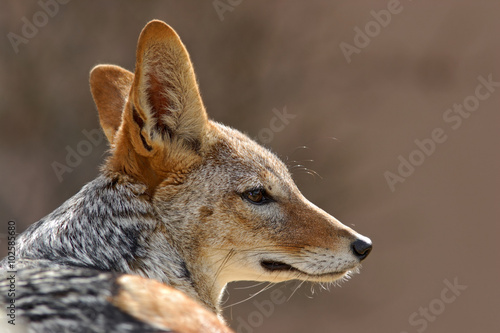 Black-Backed Jackal  Canis mesomelas mesomelas  portrait with long ears  Namibia  South Africa