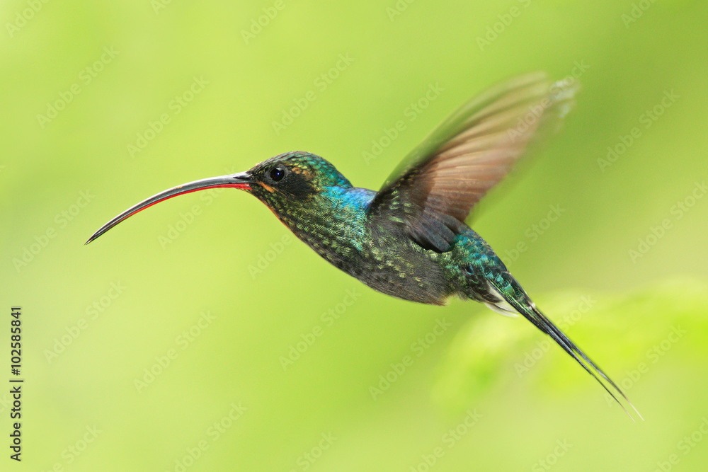 Hummingbird with long beak, Green Hermit, Phaethornis guy, clear light green background, Costa Rica Hummingbird with long beak, Green Hermit, Phaethornis guy, clear light green background, Costa Rica