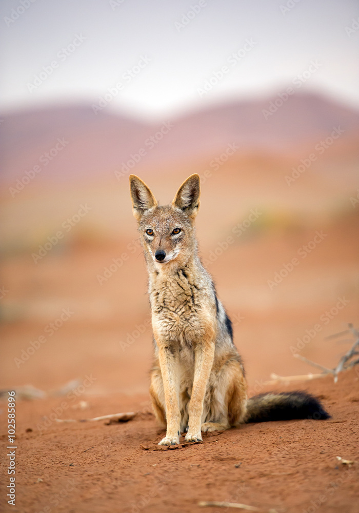 Young jackal standing on red sand of Sossusvlei, with dune in background, Sossusvlei, Namibia, Africa Young jackal standing on red sand of Sossusvlei, with dune in background, Sossusvlei, Namibia, Africa