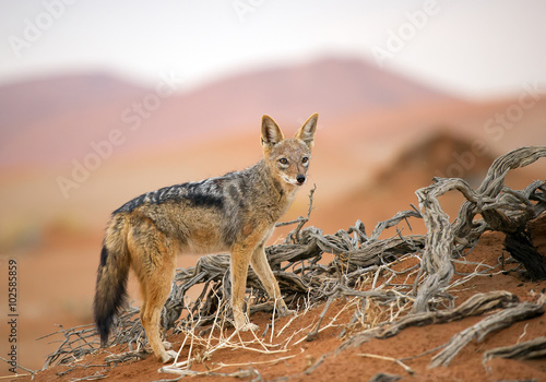 Young jackal standing on red sand of Sossusvlei, with dune in background, Sossusvlei, Namibia, Africa photo