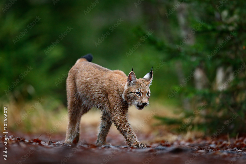 Fototapeta premium Chodzący ryś eurazjatycki w zielonym lesie