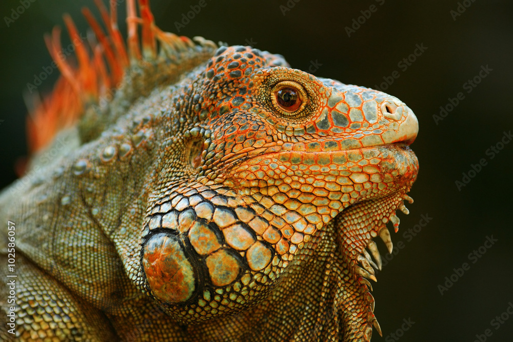 Fototapeta premium Portrait of orange iguana in the dark green forest, Costa Rica