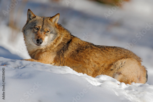 Gray wolf  Canis lupus  lying in the white during winter