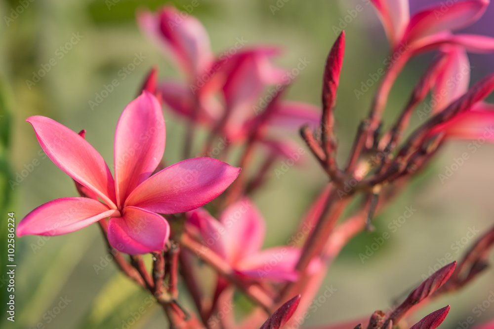 Pink Plumeria or Frangipani Flowers