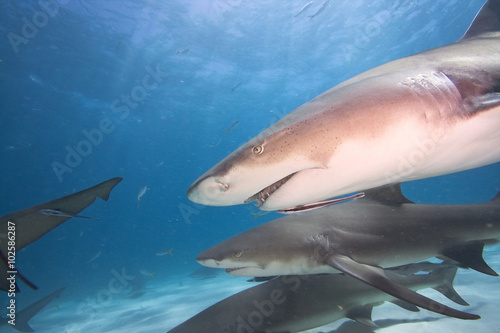 Close-up of a Lemon shark's profile 