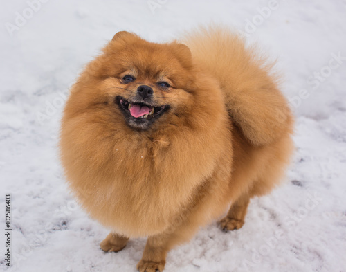 Spitz in the snow