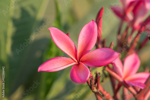 Pink Plumeria or Frangipani Flowers