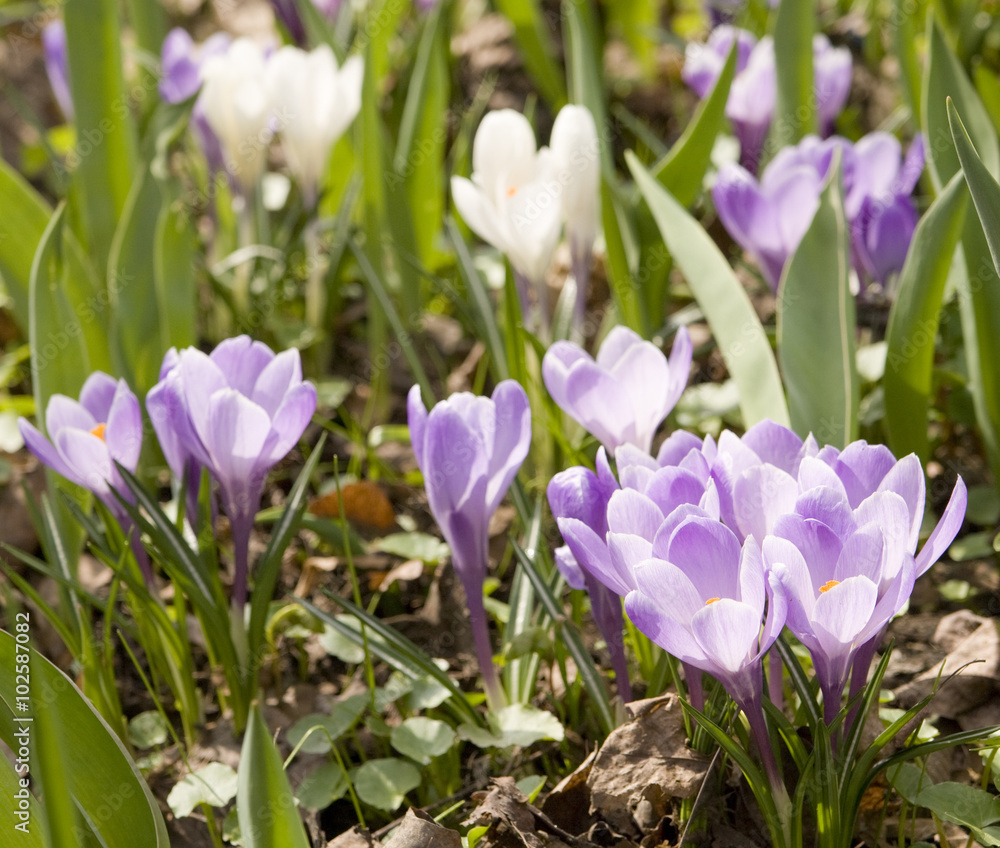 Purple crocuses