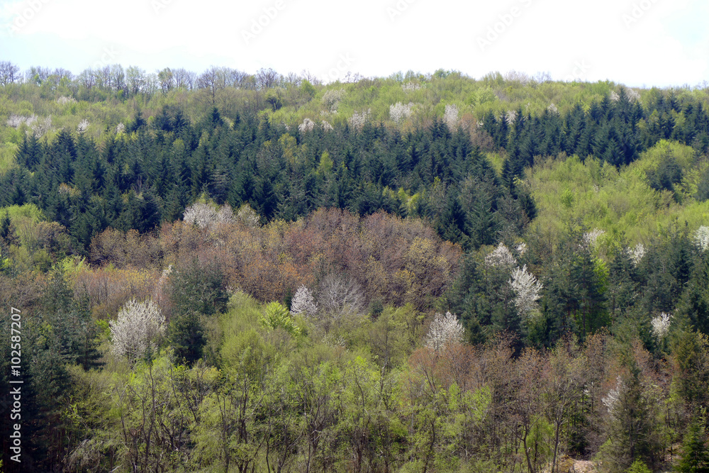 Fototapeta premium Spring forest. Flowering cherries in mixed forest.