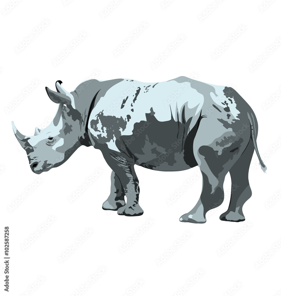 Obraz gray rhinoceros. vector isolated image