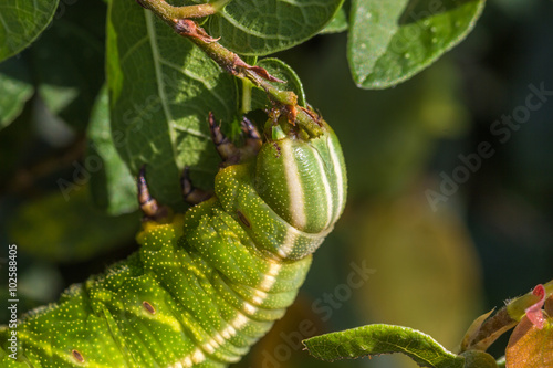 Lagarta. (Pachylia ficus) photo