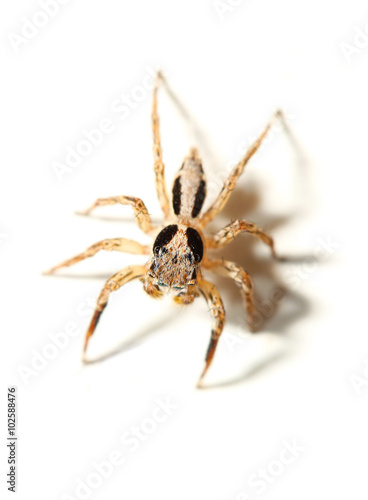 jumping spider on white background