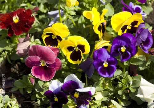 Pansies of different colors.