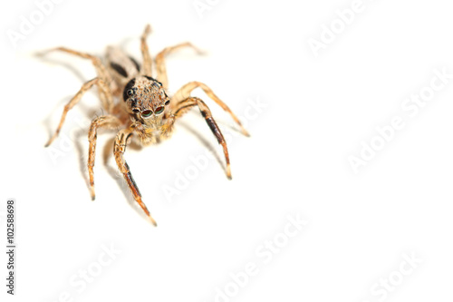 jumping spider on white background