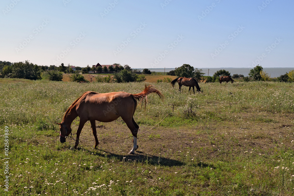 The grazed horses