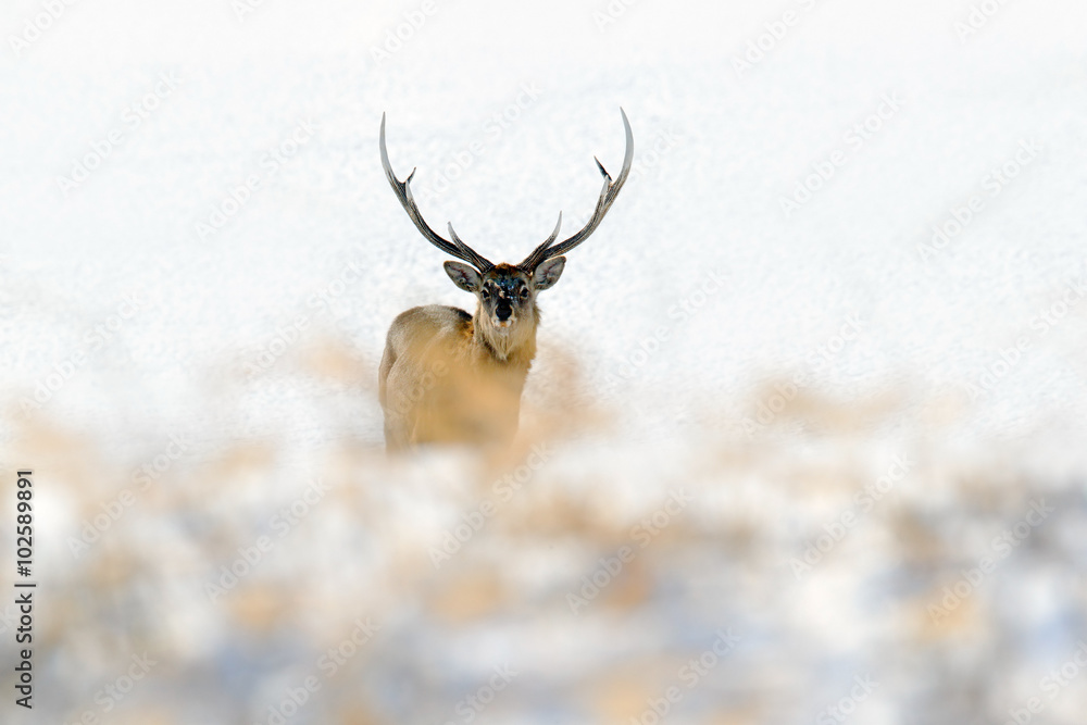 Fototapeta premium Hokkaido sika deer, Cervus nippon yesoensis, in the white snow, winter scene and animal with antler in the nature habitat, Japan