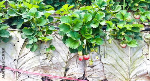 Agriculture farm of strawbe...