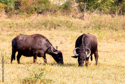 buffaloes in the field