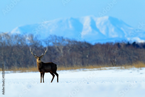 Hokkaido sika deer, Cervus nippon yesoensis, in the snow meadow, winter mountains and forest in the background, animal with antler in the nature habitat, winter scene, Hokkaido, Japan