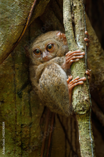 Portrait of Spectral Tarsier, Tarsius spectrum, from Tangkoko National Park, Sulawesi, Indonesia, one of world's smallest primates. They are nocturnal and use large eyes to hunt for prey. photo