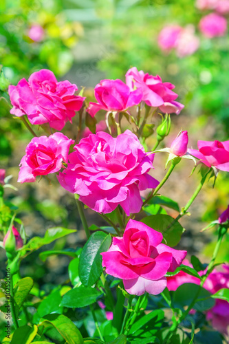 Wallpaper Mural Roses Torontodigital.ca